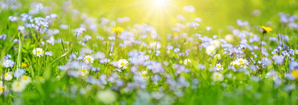 阳光明媚的草地上开满了五颜六色的春花