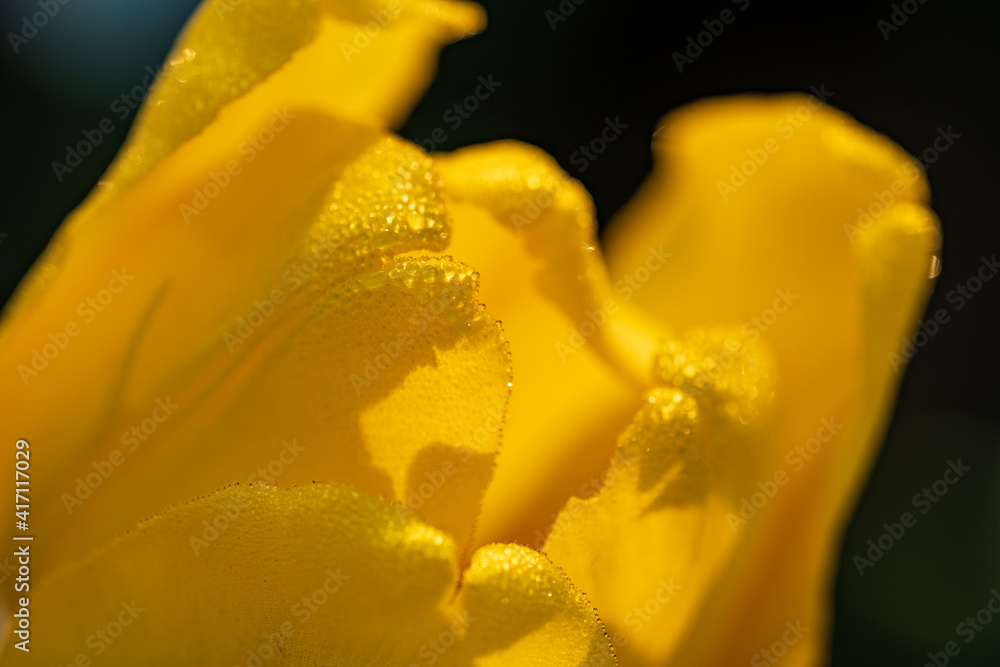 黄色郁金香花瓣上的阳光和阴影