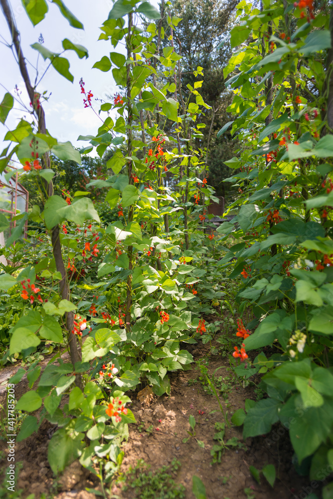 菜豆（Phaseolus coccineus）的红白花在自家花园的绿色植物上绽放