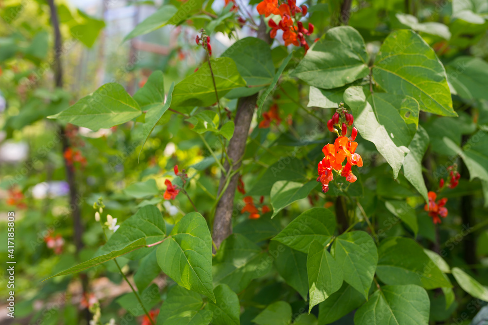 湖南菜豆（Phaseolus coccineus）开在绿色植物上的红白花细节