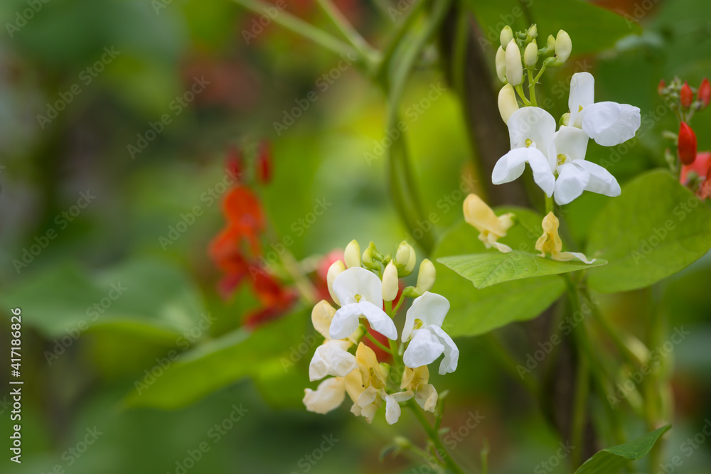 荷姆绿色植物上盛开的芸豆（Phaseolus coccineus）红白花细节
