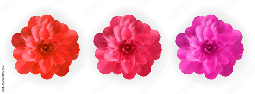 一套色彩鲜艳的自然花朵，白色背景上有粉色、红色和紫色的茶花。Ve