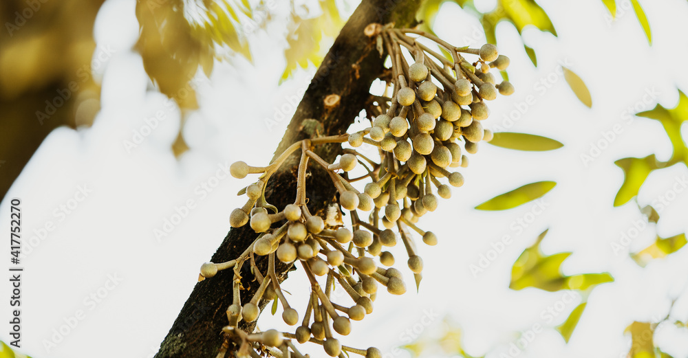 榴莲在自然界的树枝上开花。榴莲树上的榴莲花。亚洲水果。热带水果