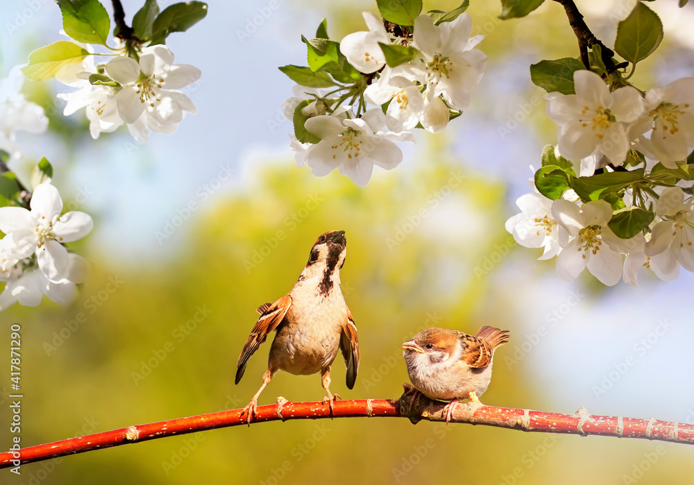 birds and baby sparrows they sit in spring sunny bloom on the branches of an apple tree with white f