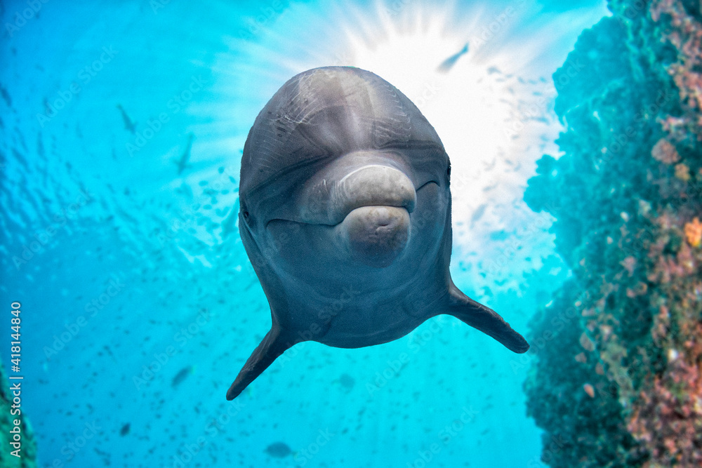 珊瑚礁背景下的海豚