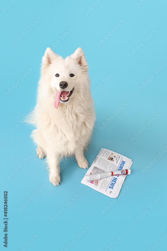 可爱的萨摩耶犬，彩色背景上有报纸