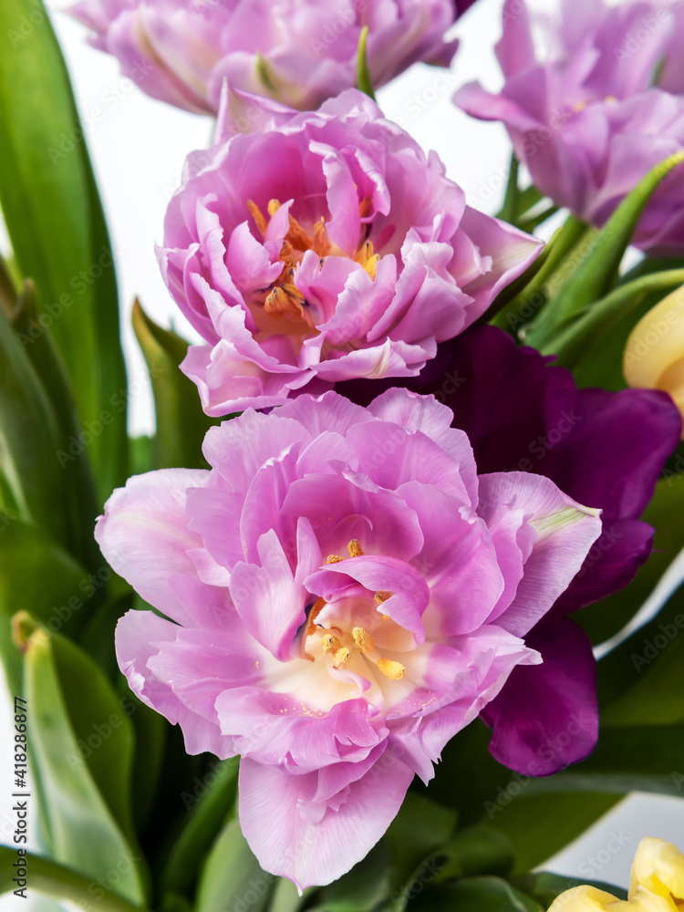 Bouquet of lilac tulips. Close-up. Macro.