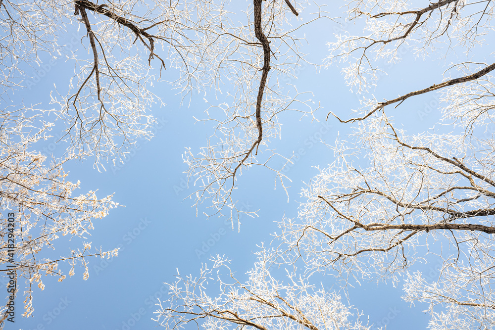 蓝天下白霜覆盖的树枝，冬季景观。