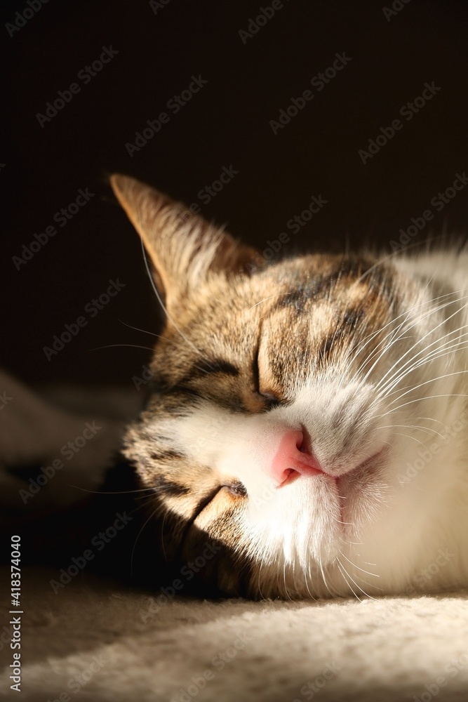 可爱的虎斑猫睡在沙发上，阳光照射。选择性聚焦。