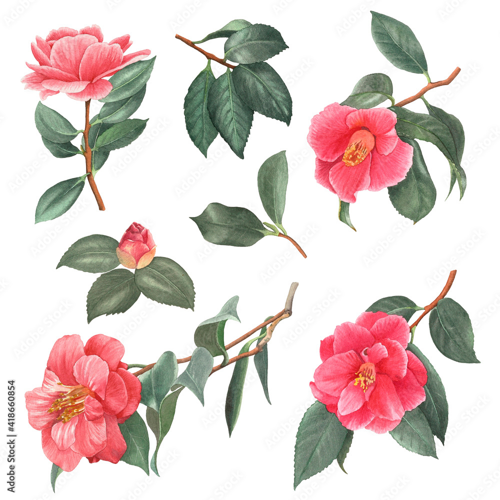 水彩画花卉插图集-带有粉色花蕾和绿色叶子的山茶树枝。元素