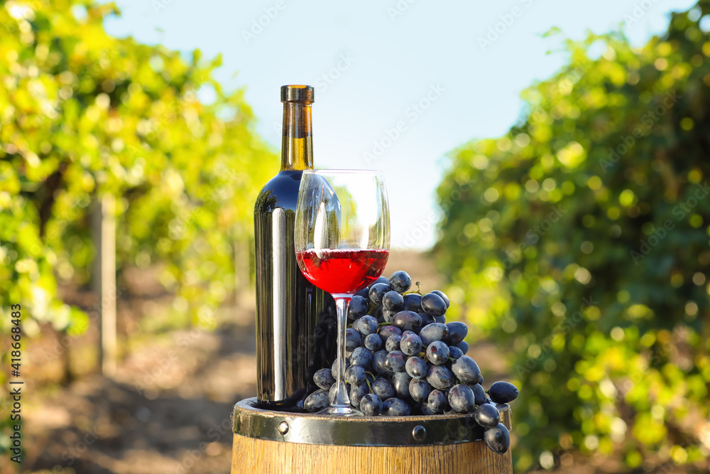 葡萄园里的一桶、一瓶、一杯葡萄酒和成熟的葡萄