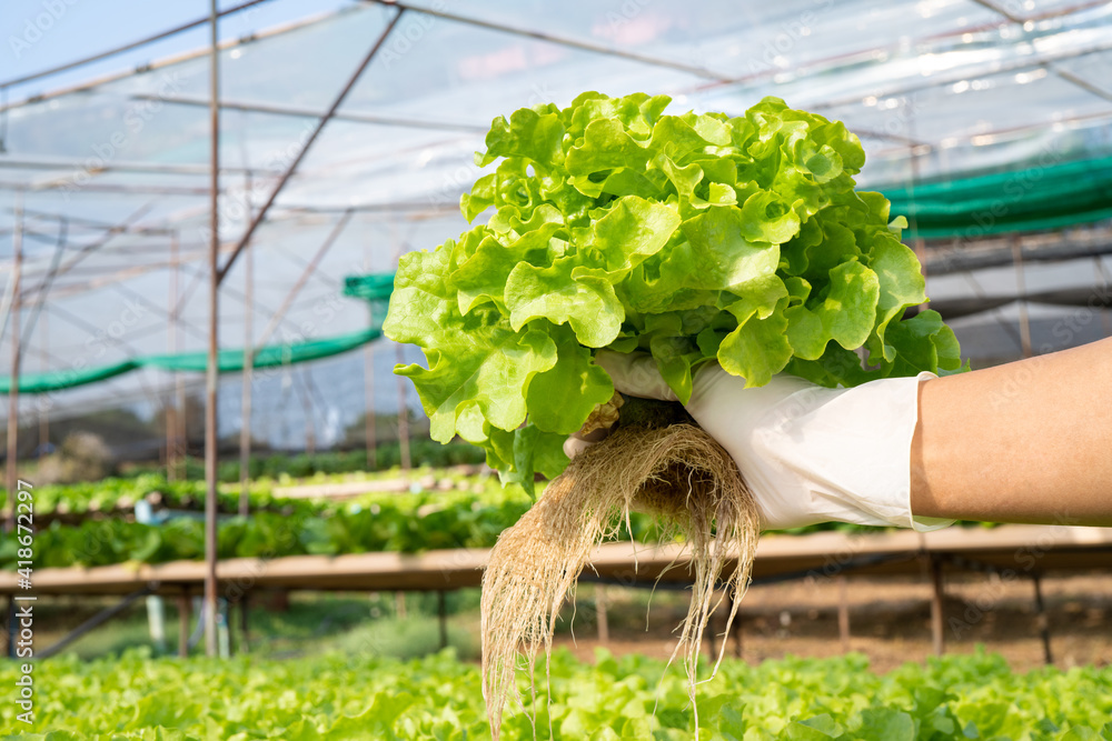 在水培农场的智能温室垂直植物中，女人手拿蔬菜进行backgro