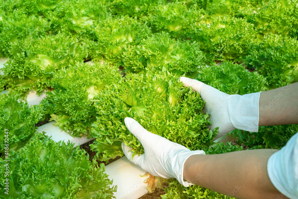 女子手持蔬菜在水培农场的智能温室垂直植物中为backgro
