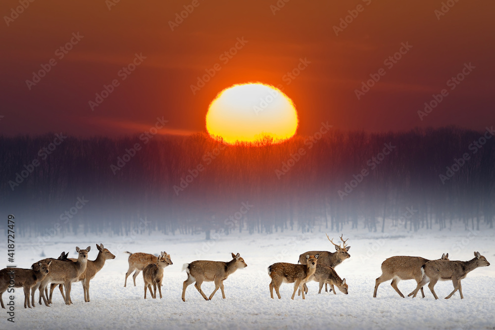 日落时，鹿群在冬季田野上