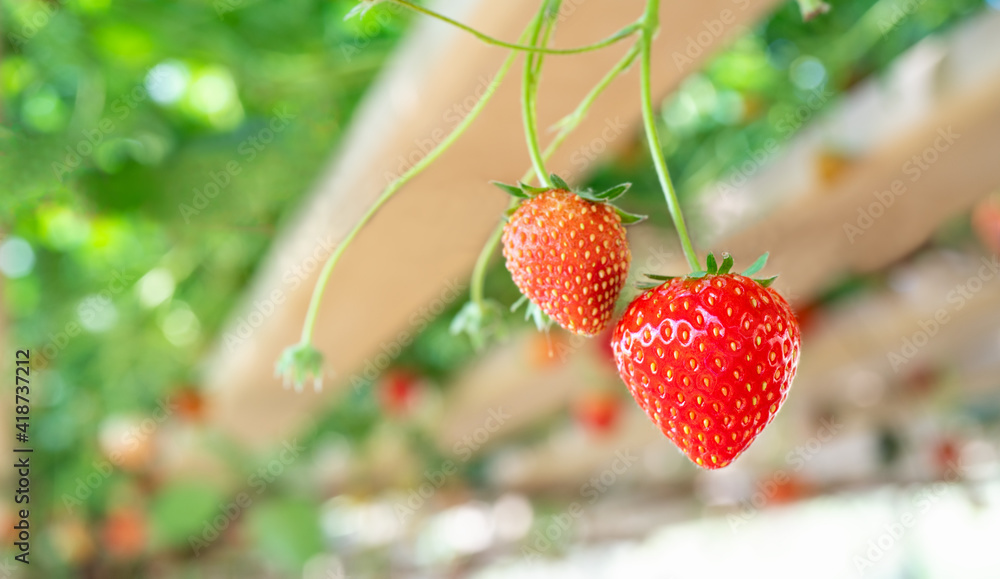 水培农场智能温室垂直植物中的草莓为背景，有机新鲜水果