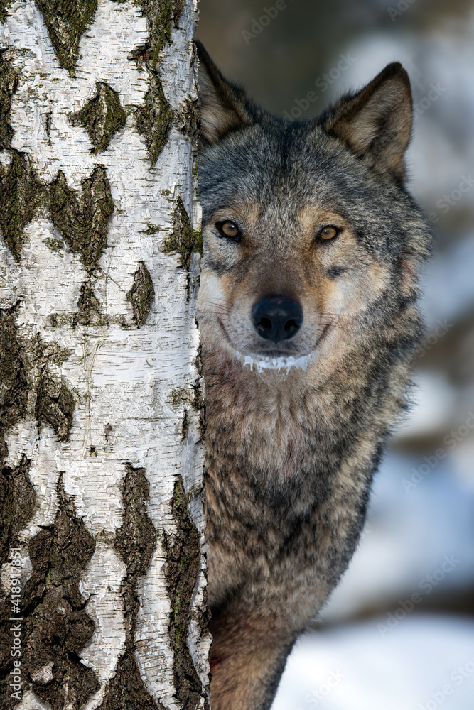 一只成年狼在冬季森林中从桦树后面窥视的肖像