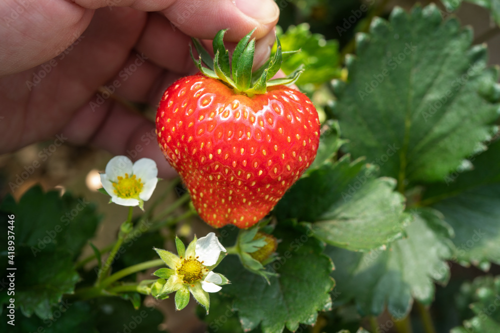 Strawberry in smart greenhouse vertical plant of hydroponics farm for background ,Organic fresh frui