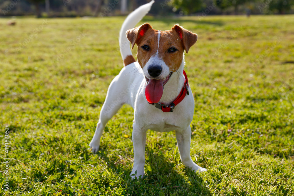 有趣的小杰克罗素梗小狗在公园里多汁的绿色草坪上玩耍。可爱的小狗与