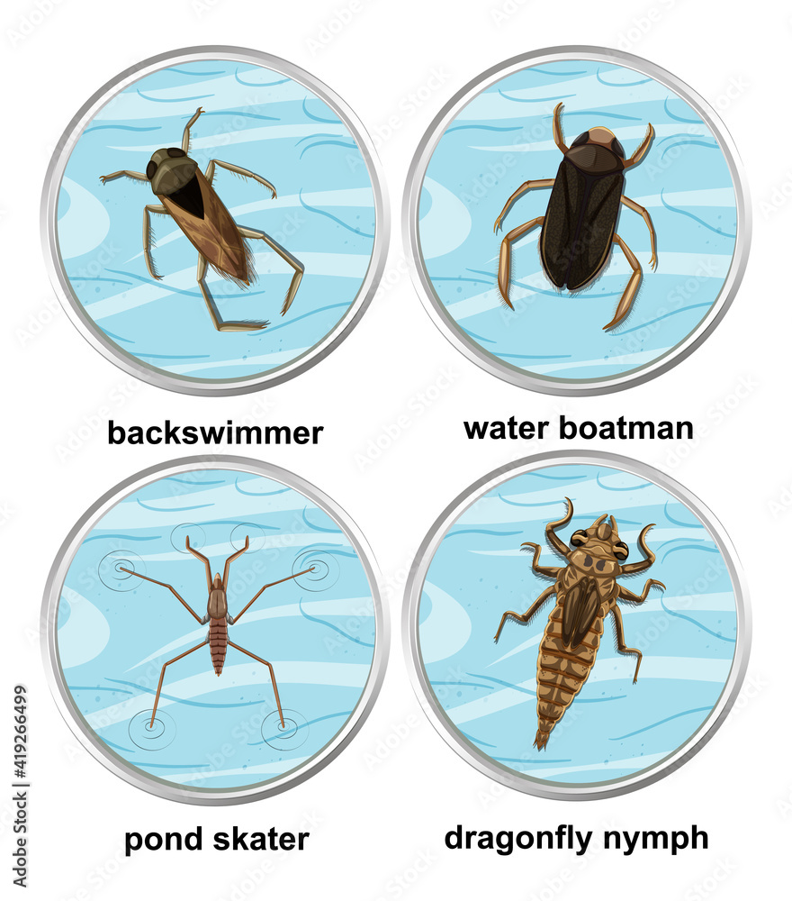 一套不同类型的水生昆虫