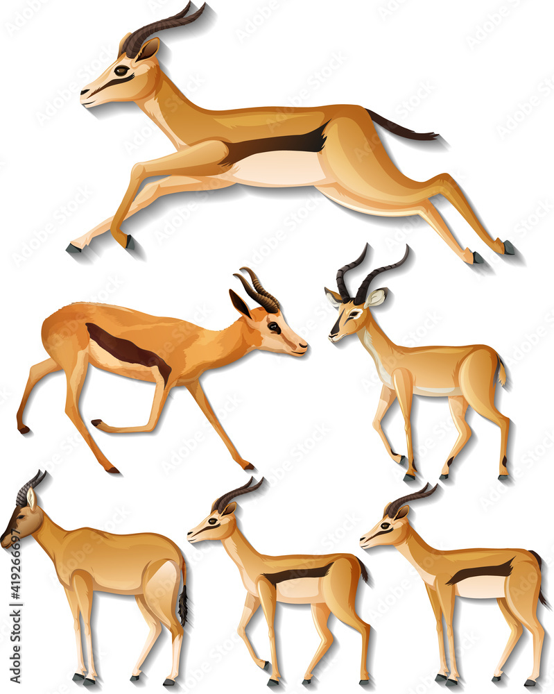 Set of different sides of impala isolated on white background