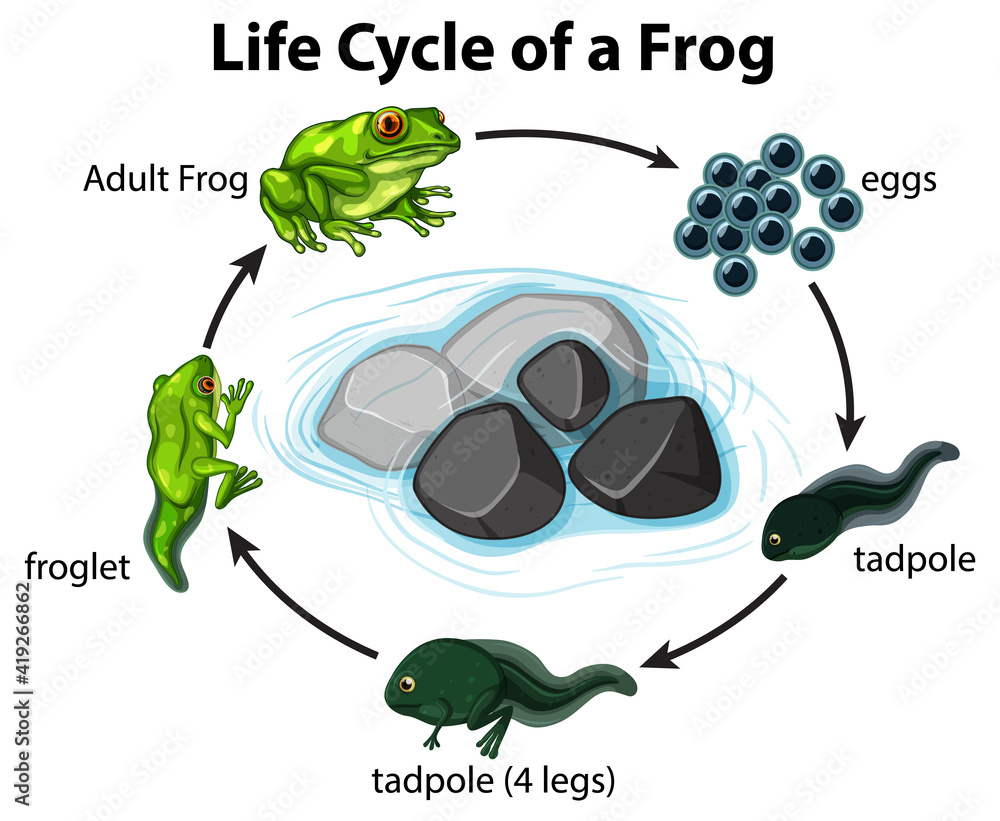 白底青蛙生命周期示意图