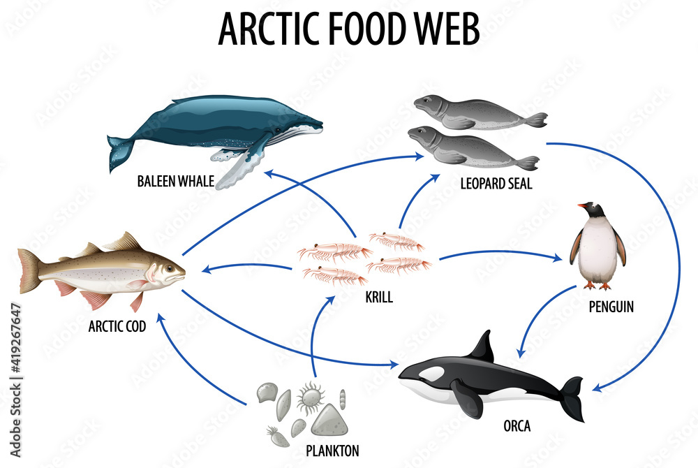 食物网络图生物学教育海报