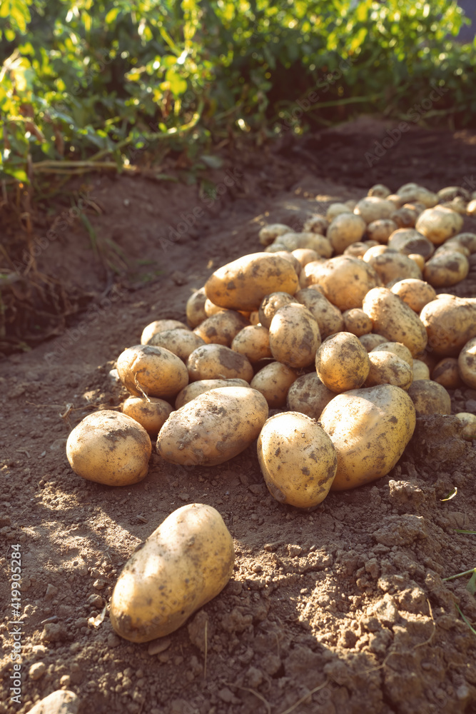 Pile of newly harvested potatoes - Solanum tuberosum on field. Harvesting potato roots from soil in 
