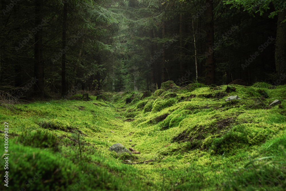 美丽宁静的森林，绿色的苔藓覆盖着森林的地面