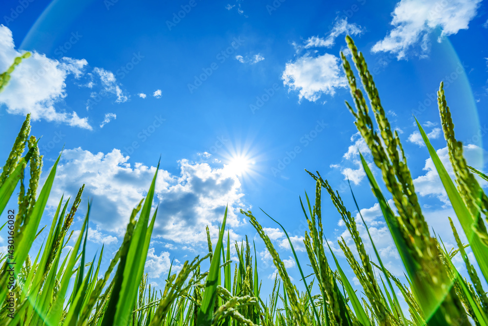 蓝天白云，阳光下稻田低角度景观