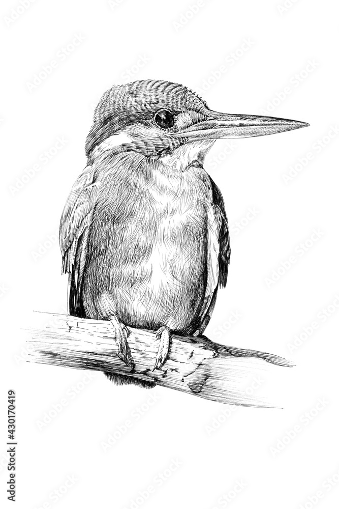Hand drawn kingfisher, sketch graphics monochrome illustration on white background