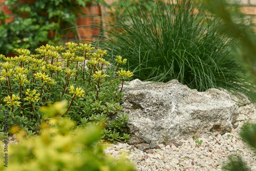 花园里的观赏植物。左边是开着黄色花朵的石头作物。石头后面是灌木丛。