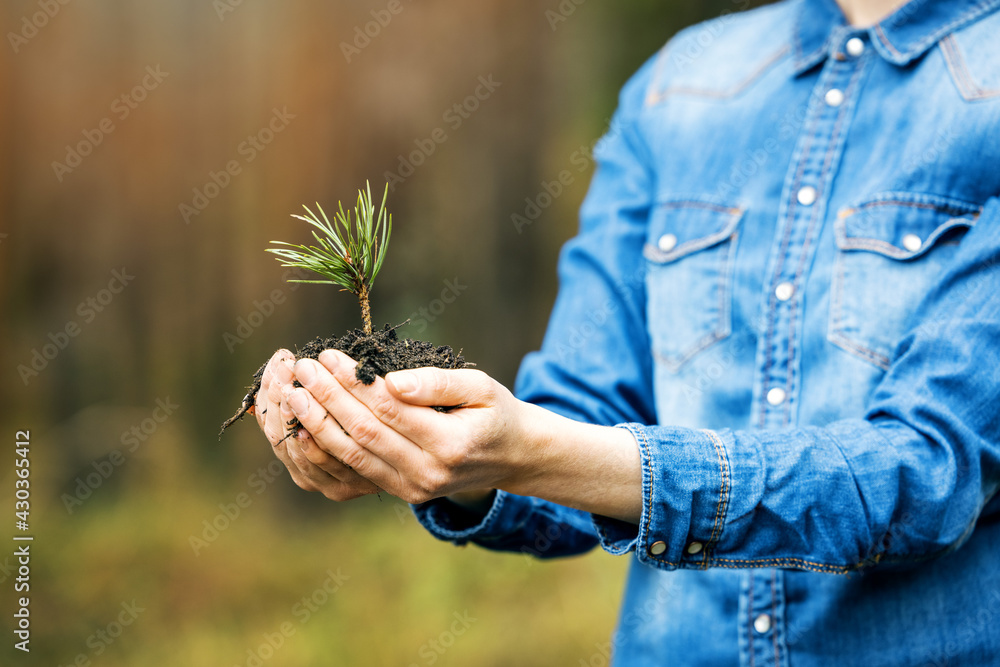 种植森林和林业理念——双手抱着松树幼苗。可再生资源