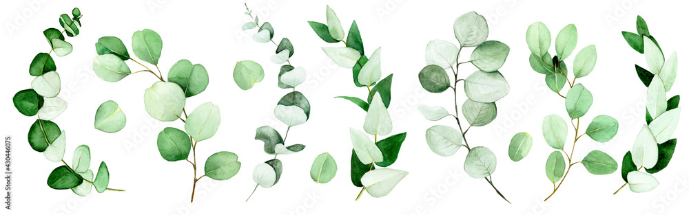 large set of eucalyptus leaves and branches painted in watercolor. green eucalyptus leaves, tropical