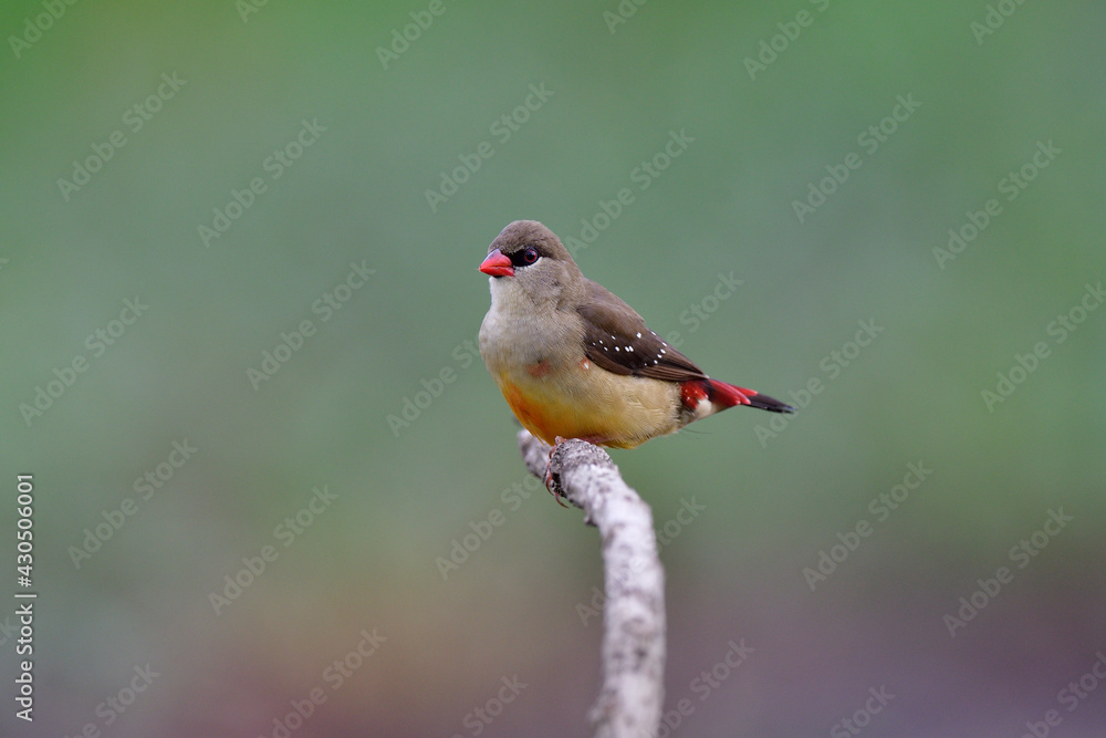 red avadavat or stewberry finch in female form with red beaks tail and brown to pale body happily pe