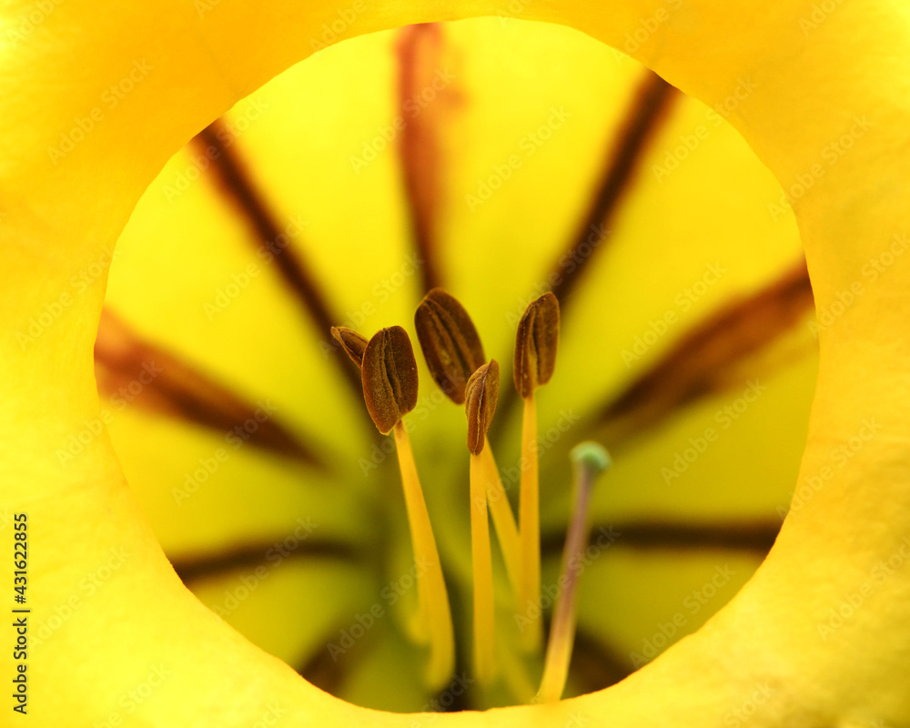 黄色花粉花