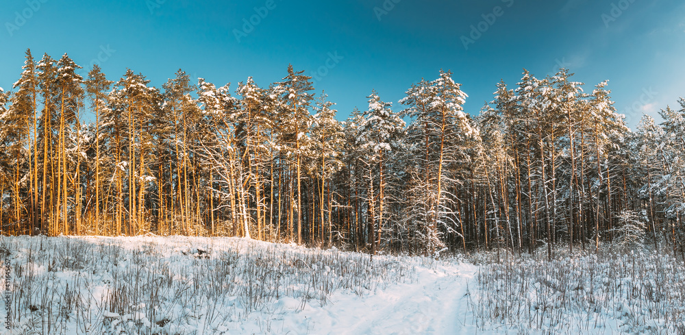 白雪皑皑的松林。结霜的树木在冬季结冰的树干森林——雪域针叶林陆地