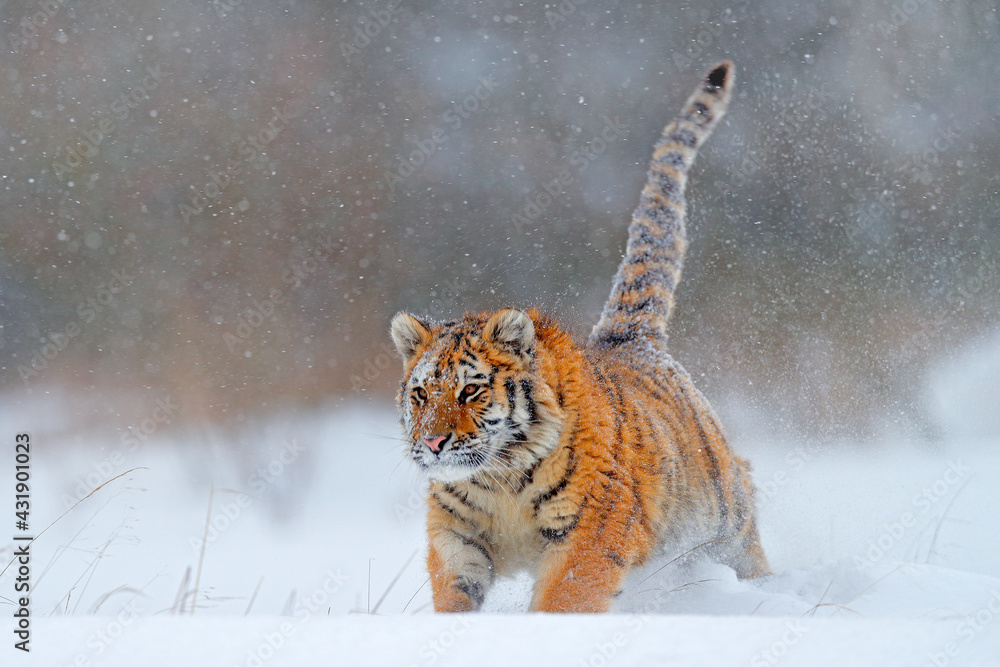 野生动物俄罗斯。老虎，俄罗斯泰加寒冷的冬天。雪花与野生东北猫。老虎雪ru