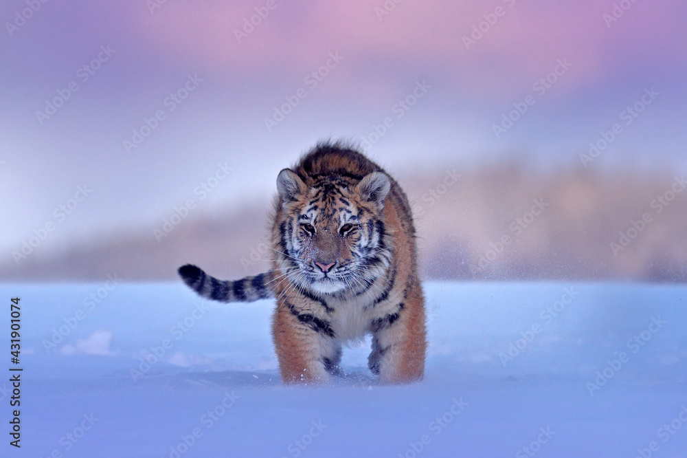 Wildlife Russia. Tiger, cold winter in taiga, Russia. Snow flakes with wild Amur cat.  Tiger snow ru
