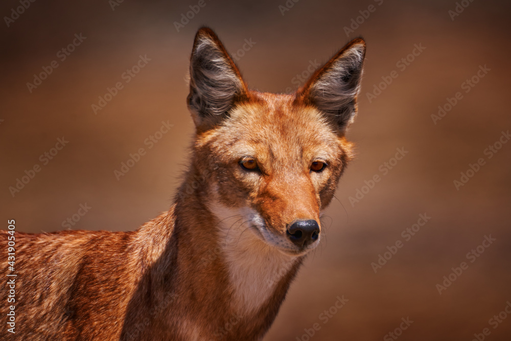 埃塞俄比亚狼，Canis simensis，在大自然中。埃塞俄比亚NP贝尔山脉。罕见的地方性动物港口