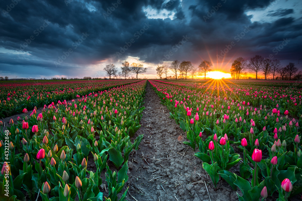 Sunset over the blooming tulips field in northern Poland