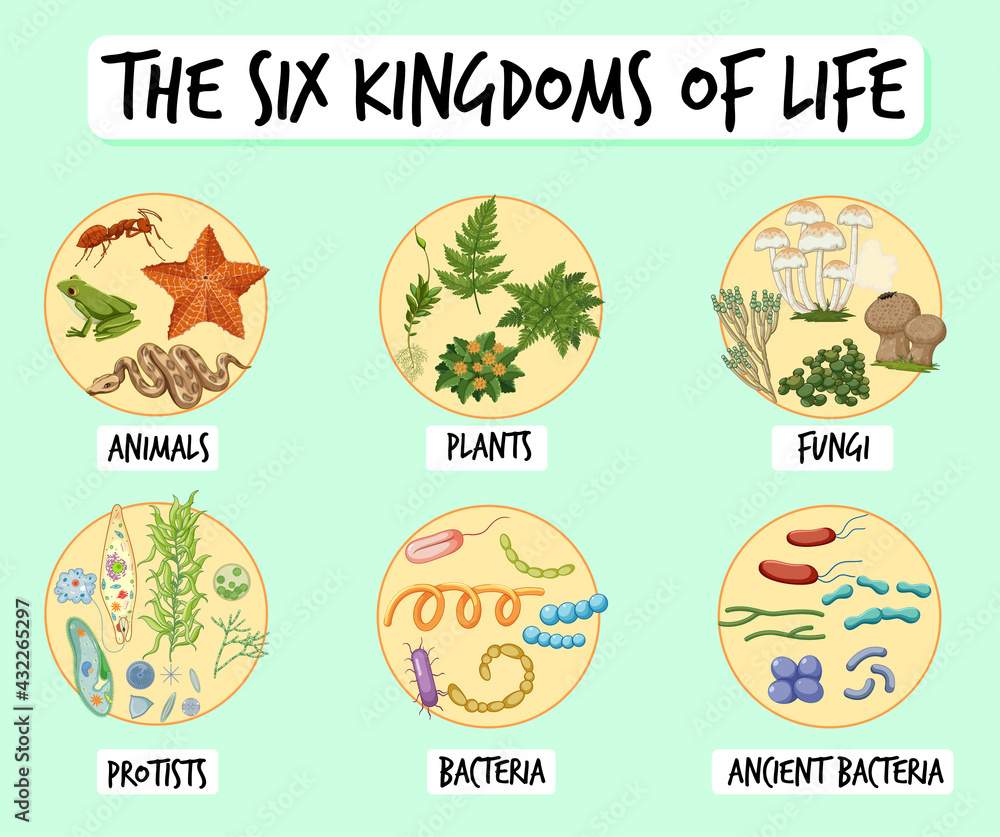 Information poster of six kingdoms of life
