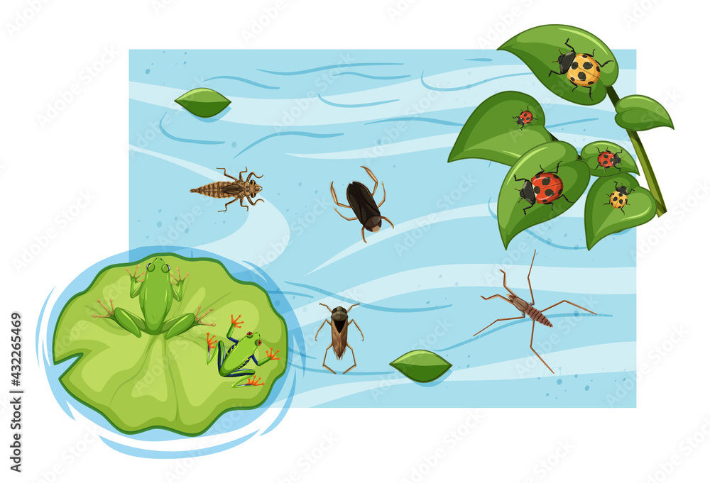 池塘中水生昆虫俯视图