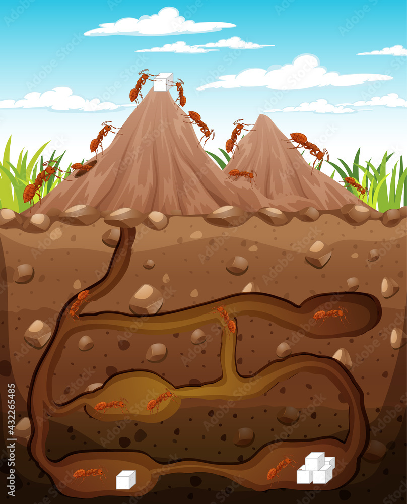 蚂蚁家族的地下动物洞穴