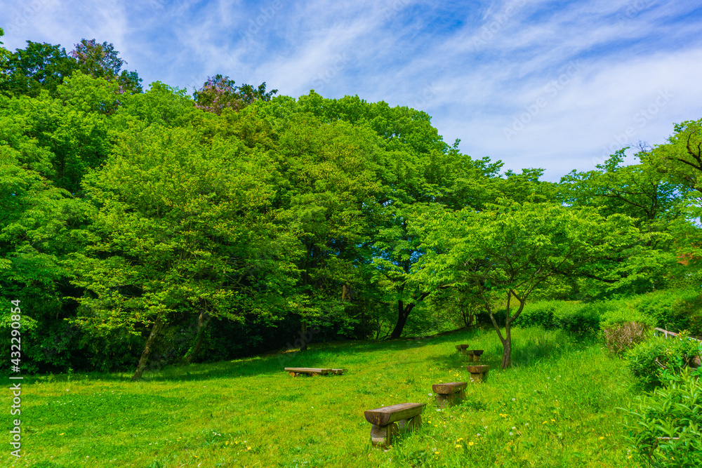 春の六道山公園　新緑の風景