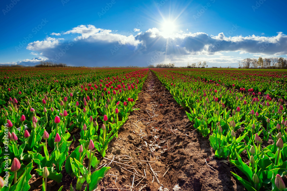 Beautiful sky over the blooming tulips field in northern Poland
