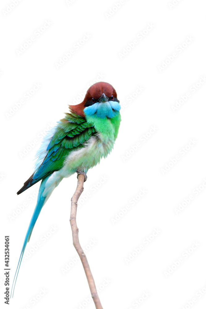 美丽的多种颜色的鸟，绿色、蓝色和红色的头栖息在被隔离在whi上的细树枝上