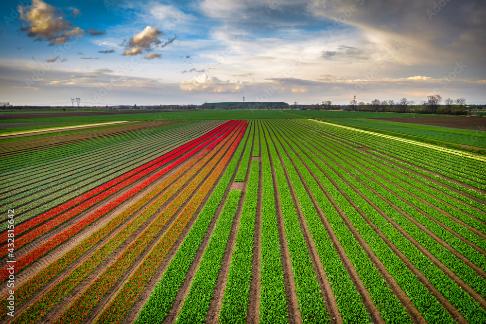 波兰北部田野上盛开的郁金香地毯