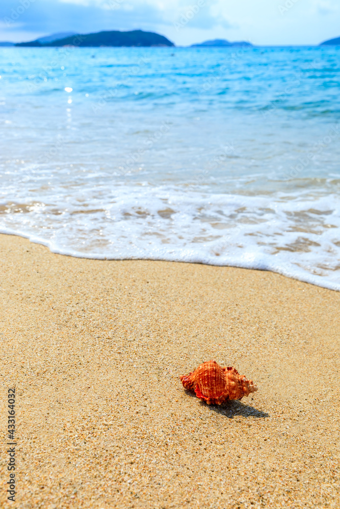 海滩沙滩上的海螺。夏日度假背景。旅行和海滩度假。