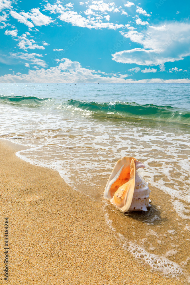 海滩沙滩上的海螺。避暑背景。旅行和海滩度假。