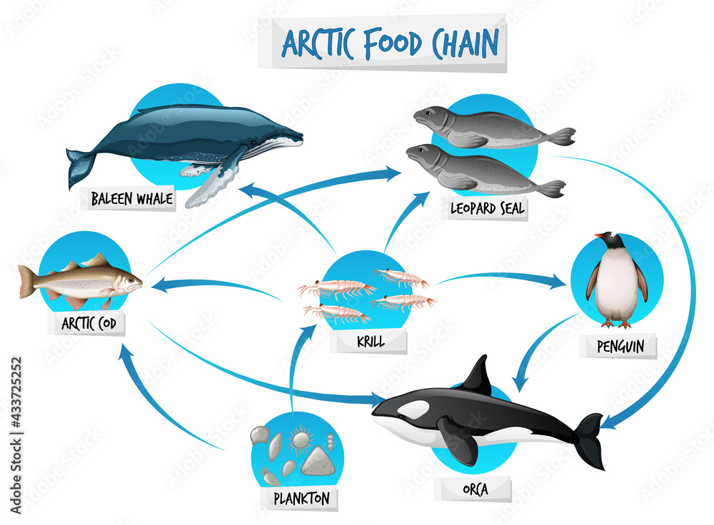 北极食物链图概念